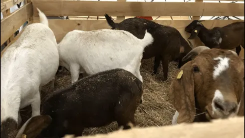 Transport Tierbox Luftfracht