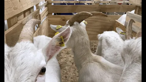 Luftfracht Tiertransport